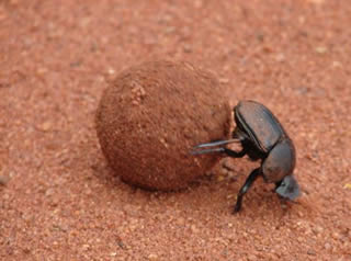 dung-beetle.jpg