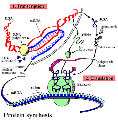 protein2.jpg