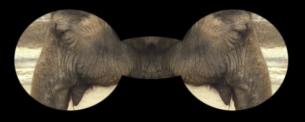 Michelle Monseau's "Elephant in the Room"