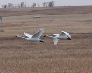 Trumpeter Swans, LaCreek National Wildlife Refuge, South Dakota (2012)
