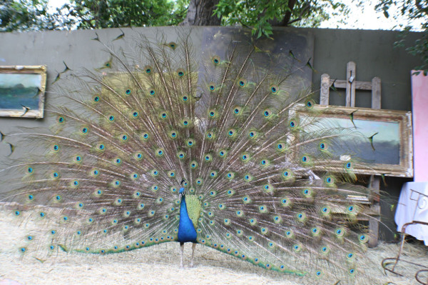 ruiz peacock