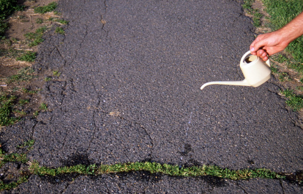 Cracks in the pavement are watered with Miracle-Gro (Rose Park), 2005