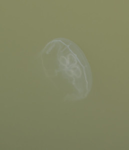 Jelly fish