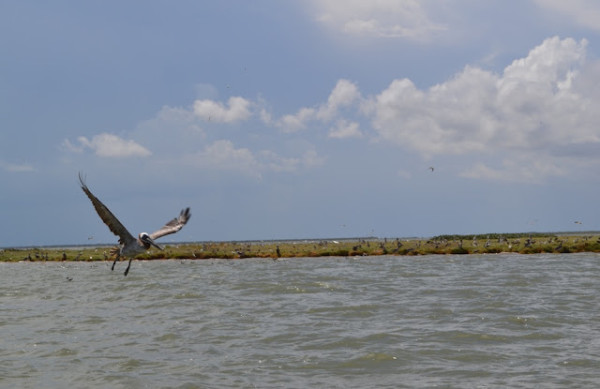 bird island with flyer