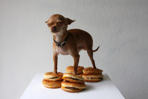 William Hundley, Chihuahua on Cheeseburgers This was just begging for a beer to go with it.