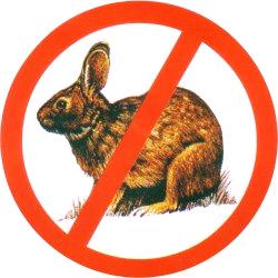 no_rabbits