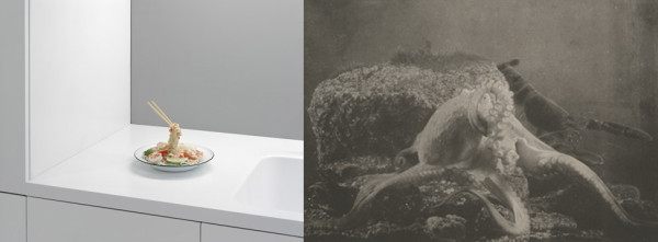 Adam Schreiber, Rirkrit Tiravanija, Untitled, 1999, 2012 and Paul Louis Marie Fabre-Domergue, Octopus vulgaris, 1899.