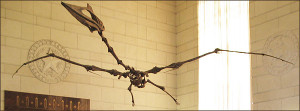 Off topic, but the pterosaur, the largest flying animal ever discovered resides in the Texas Memorial Museum, where Dr. Jones has served as collections manager.