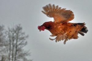 flying_chicken