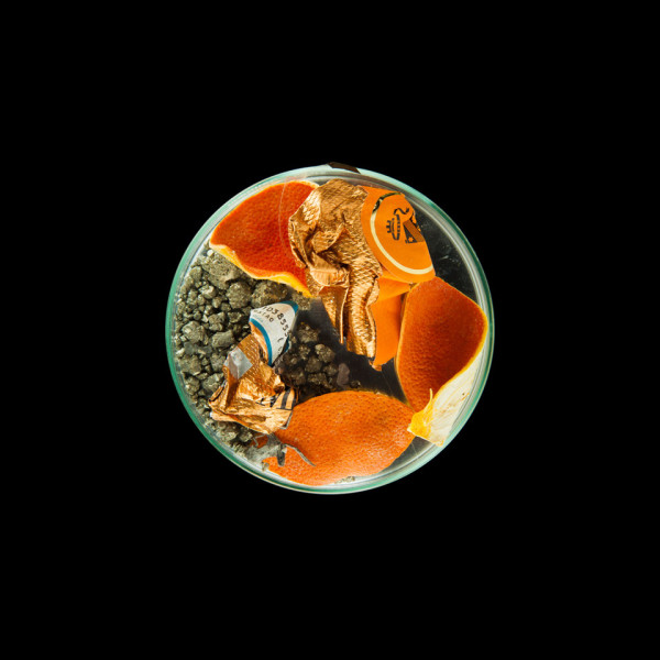 vanitas in a petrie dish orange