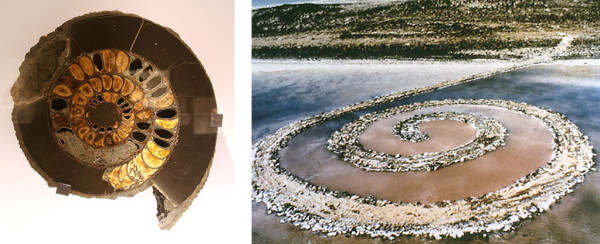 (l) Ammonite, Late Jurassic-Early Cretaceous period, Volga River, Russia (r) Robert Smithson, Spiral Jetty, 1970