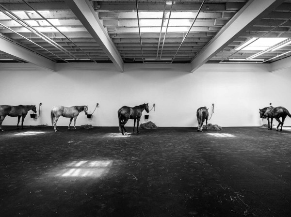 Jannis Kounellis, Untitled (12 Horses), originally from 1969, restaged at Gavin Brown's space in NY earlier this year. 