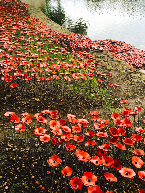 Jen Rose poppies aerial 2