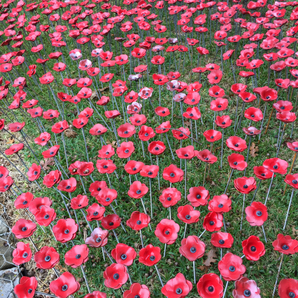 Jen Rose poppies aerial view