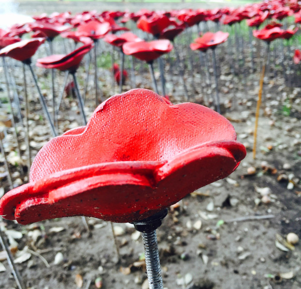 Jen Rose poppies close-up 2