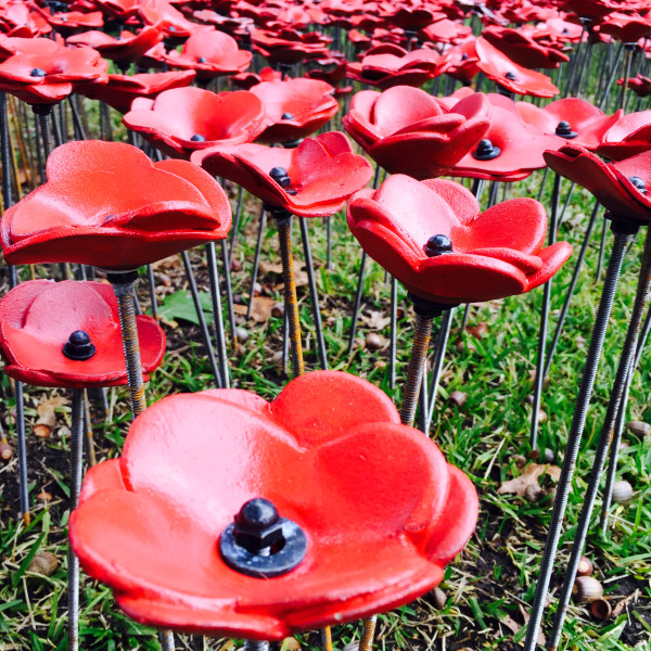 Jen Rose poppies close-up1