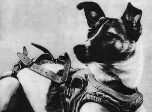 "Laika (Soviet dog).” Licensed under Fair use via Wikipedia.
