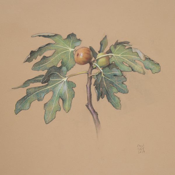 Ivey.Fruiting Branch, Fig