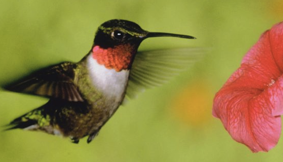rockport_hummingbird