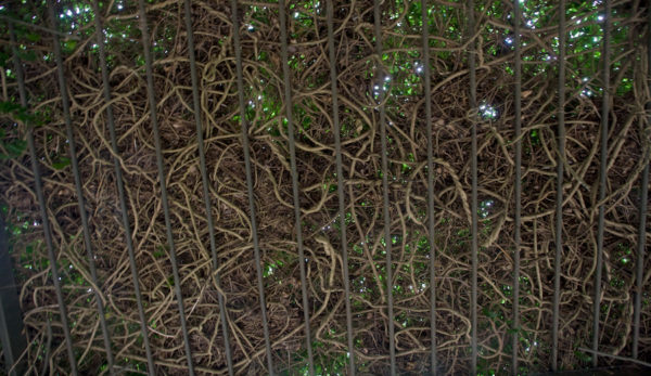 12-canopy-of-wisteria-vines