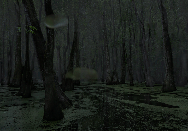 Cypress Swamp, Middle Mississippi; 2014