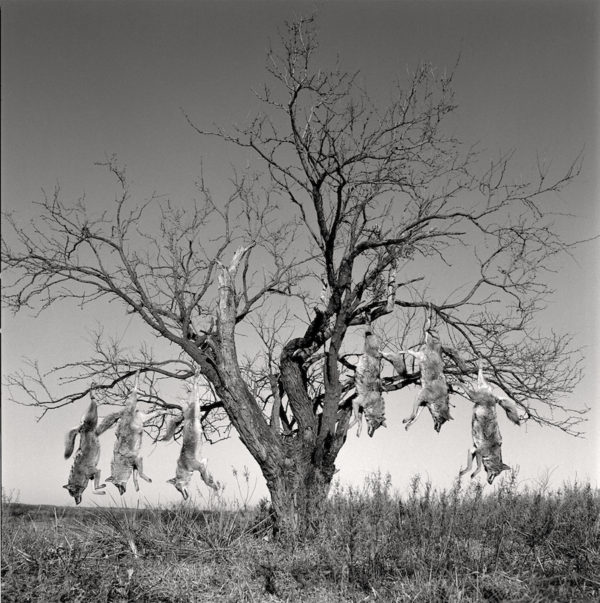 Mesquite Tree with Coyotes, Lambshead Ranch, Albany, Texas, January 9, 1988 Gelatin silver print