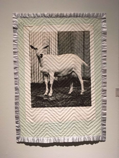 Small Blanket (Goat), 2016. Thermal transfer, quilted vintage baby blanket, thread