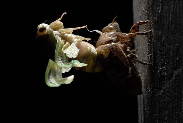 From DeSoto's Emerging Series, 2010. "Over the decades I have witnessed several “Cigarras”, or Cicadas, in the act of molting. 