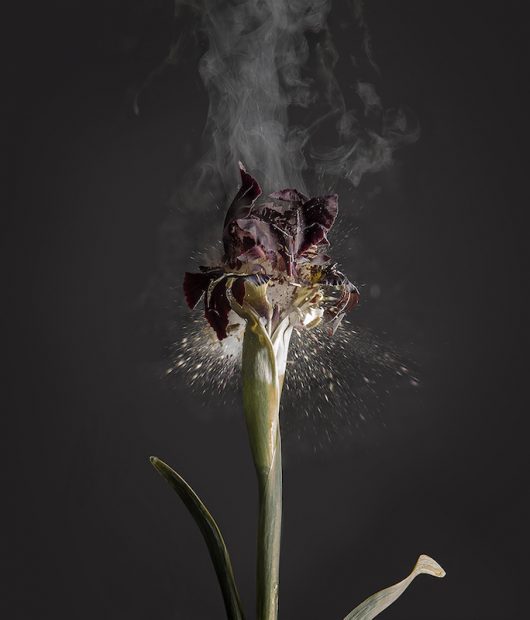 Iris atropurpurea, Digital01