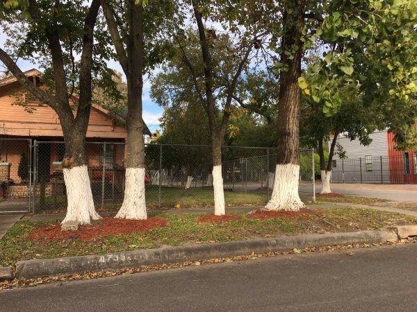 Painted Trees in Houston Neighborhood