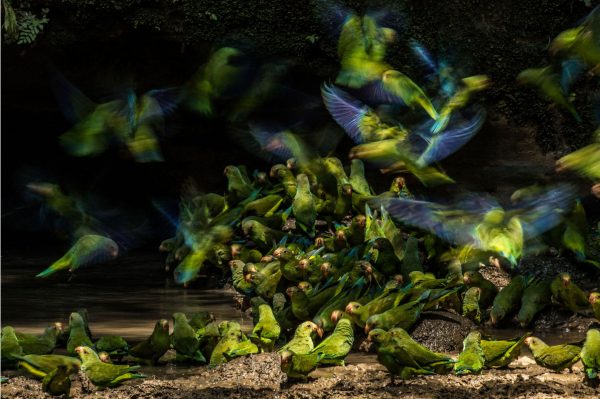 _Cobalt-winged-Parakeets-Liron-Gertsman-Audubon-Photography-Awards