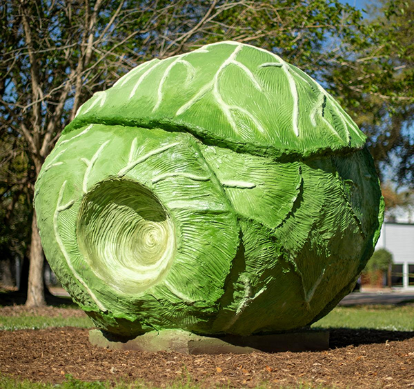 Big Cabbage by Bill Davenport