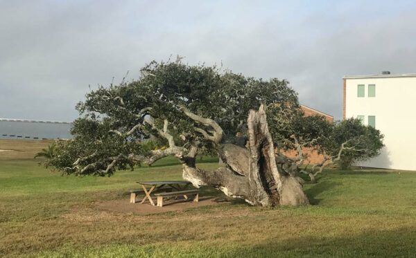 A wind-swept Live Oak tree in Rockport, Texas