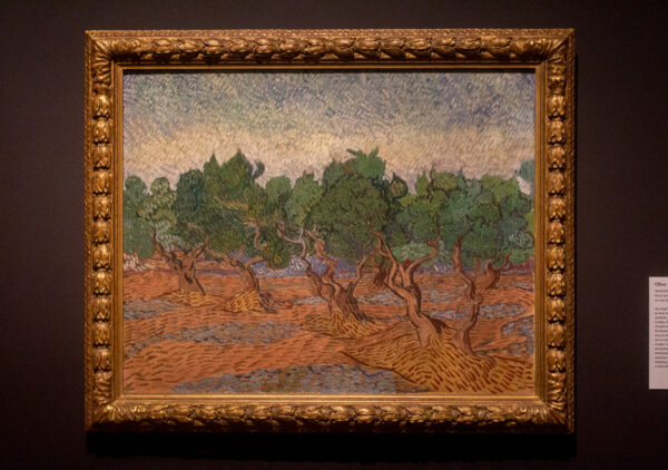 Van Gogh and the Olive Groves, on view at the Dallas Museum of Art