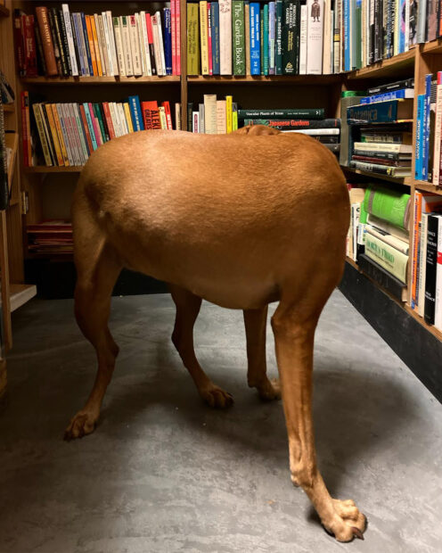 Photo of a dog at Kaboom Books, a bookstore in Houston Texas