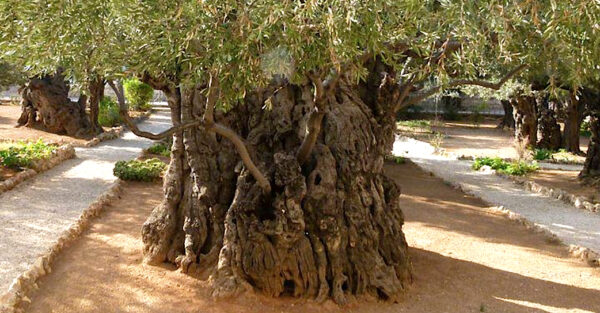 A large olive tree. The trunk is very gnarly and knotted.