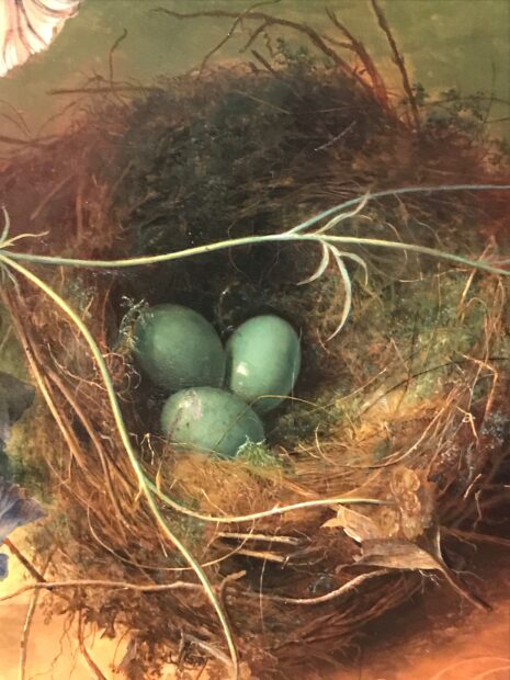 Un nido silvestre con tres huevos azules. En uno de los huevos se ve parcialmente reflejada una ventana. Dos tallos largos con hojas finas cruzan por encima del nido.