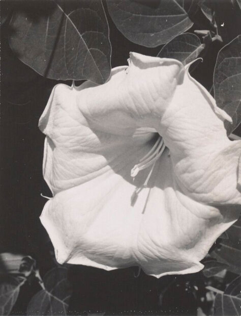 A close-up photograph of a flower. The image is black and white.