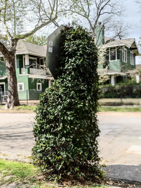 Photograph of a large, leafy form in a neighborhood. The form is growing up a stop sign pole.