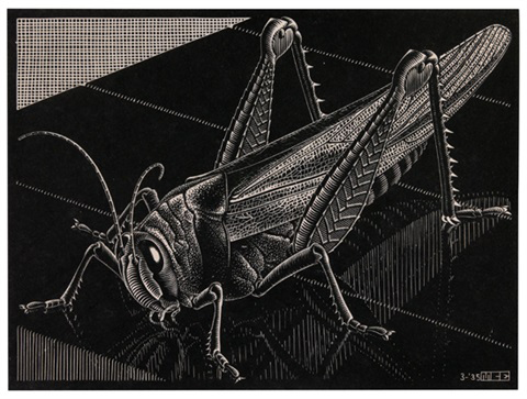 A black and white, very detailed print of a grasshopper.