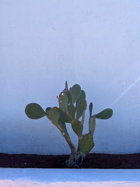 image of a cactus, partially in bloom against a white wall as a backdrop in Mesilla, New Mexico
