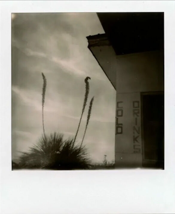 A black and white photograph by Darden Smith. The image is of the side of a building with text that reads, "Cold Drinks" and next to the building stands a desert plant.