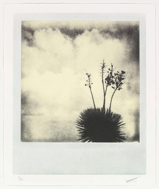 A lithographic print of a black and white polaroid photograph by Darden Smith. The image depicts the silhouette of a yucca plant set against a white cloudy sky.