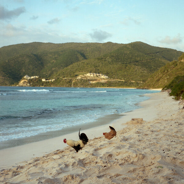 Photograph of chickens on a beach.