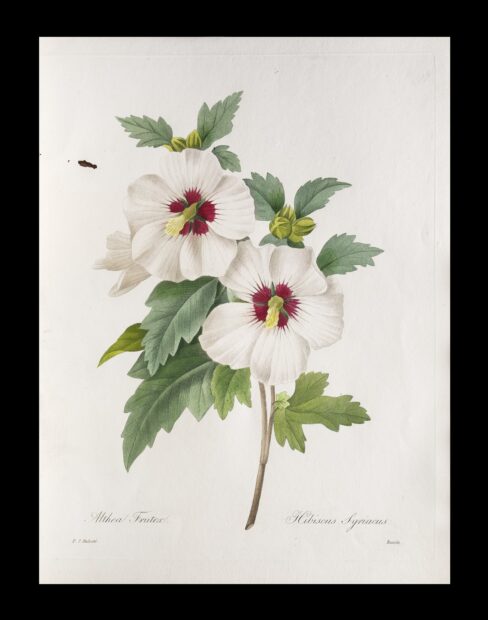 Engraving of white flowers with a red and yellow center attached to green stems and leaves