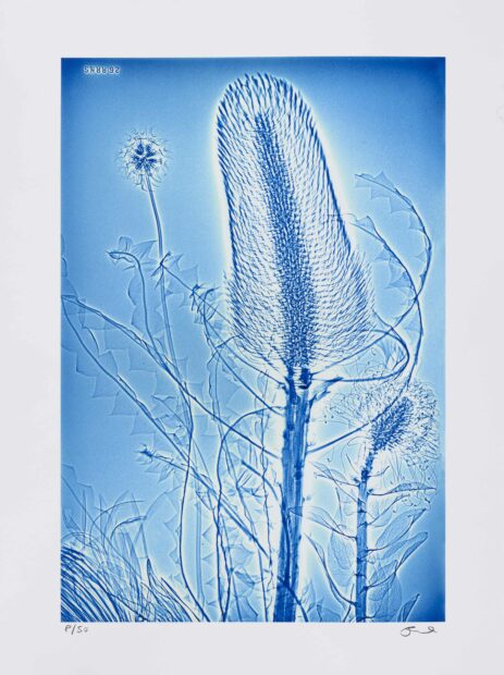 Digital print of a thistle on paper
