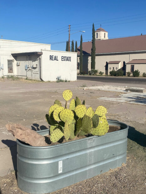 Photo of cactus in an aluminum trough