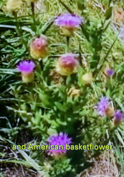 A still image from a video work. A field of green plants with fuschia flowers is captioned with the message "American basketflower"