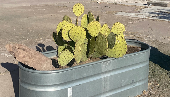 Photo of Cactus in a trough