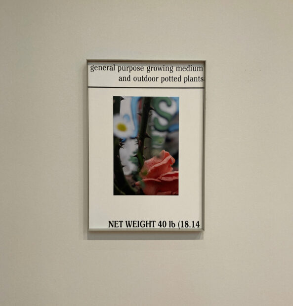 A framed print mounted on aluminum of a macro image of a thorny rose stem. Above and below the image reads "general purpose growing medium and outdoor potted plants", and "NET WEIGHT 40 lb (18.14"